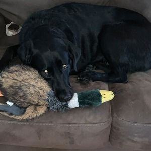 Meet your Posher, Randi